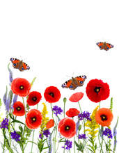 Wildflowers: Red Poppies (corn Poppy, Field Poppy, Coquelicot), Consolida, Veronica Spicata, Ambrosia And Butterflies Peacock On A White Background With Space For Text. Top View, Flat Lay