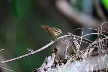 Wall Mural - Asian stubtail (Urosphena squameiceps) in Japan