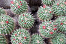 A Top View Macro Close Up Of Globe Cactus, Nipple Cactus, Fishhook Cactus Or Pincushion Cactus 