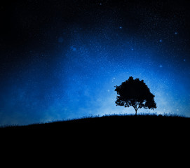 Wall Mural - Tree silhouette againt a night sky
