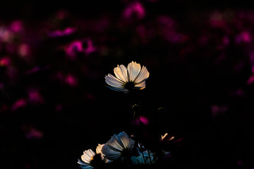 Wall Mural - A cosmos flower in the dark background, low light