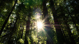 Fototapeta  - Sonnenschein im Wald