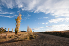 Poplar Trees In The Eastern Free State In South Africa