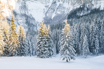 Wall Mural - beautiful winter forest