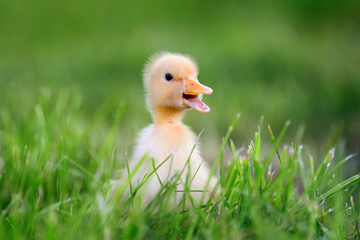 Wall Mural - Little duckling on green grass