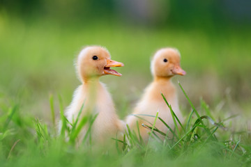 Wall Mural - Two little duckling on green grass