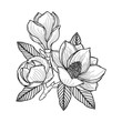 Black and white drawing of a branch of magnolia with flowers, buds and leaves. Vector isolated on background.