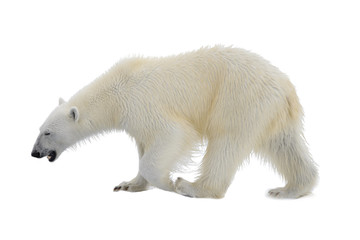 Wall Mural - Polar bear isolated on white backgownd