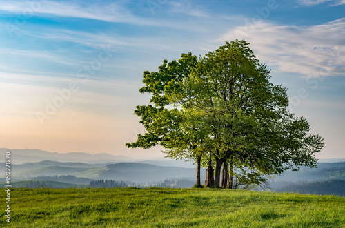 Obrazy Polska lonely-tree-on-grandeus-mountain-poland-landscape-spisz