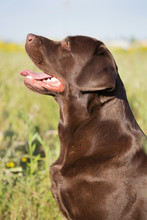 A Brown Labrador Dog In The Nature