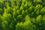 Fototapeta Las - Fresh green color pattern of forest