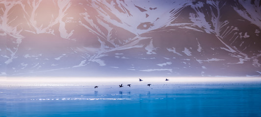 landscape of a pink dawn in the morning in the mountains of svalbard birds hunter in the reflection 