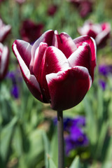 Wall Mural - Close-up of dark red and white tulips in spring in Normandy, France