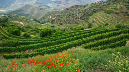 View of  vineyards are on a hills. Douro Valley, Portugal.