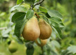 Pears on tree in fruit garden