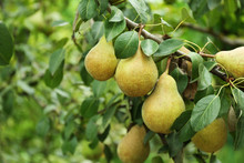 Pears On Tree In Fruit Garden