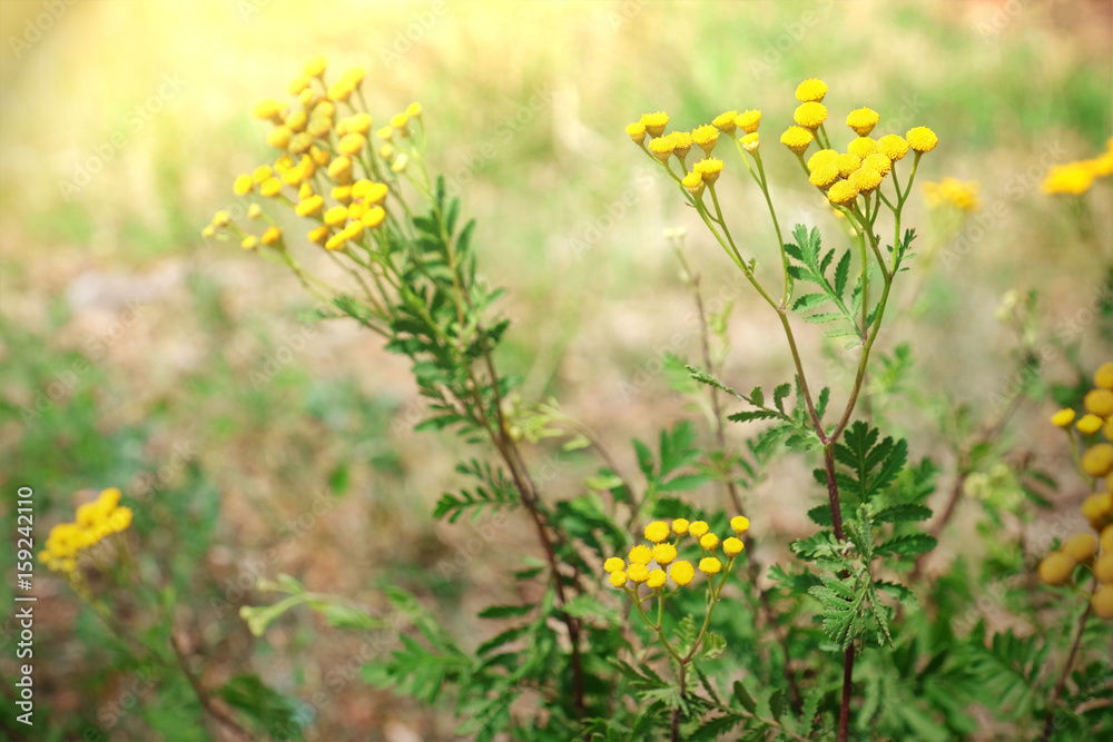 Wild flowers on summer field, closeup