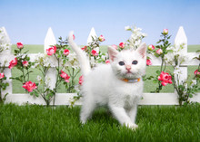 Small Fluffy White Kitten Standing In Green Grass, White Picket Fence With Pink Roses And White Flowers Behind, Lawn Continues In Background To Skyline. Hazy Blue Sky.