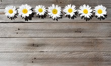 Wild Daisies In A Row On Wood Background