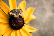 Macro Tiny Frog Toad on Flower