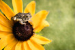 Macro Tiny Frog Toad on Flower