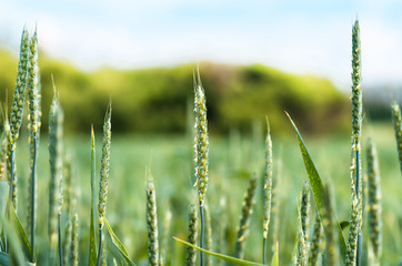 Green wheat growing and maturing on the field