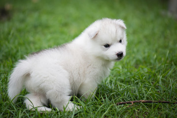 Poster - Cute siberian husky puppy