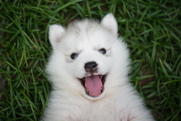 Poster - Close up of siberian husky puppy