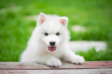 Wall Mural - siberian husky puppy playing in the park