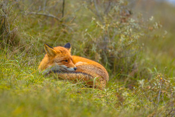 Poster - Resting european red fox