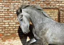 Dapple Gray Horse Alone In Front Old Brick Wall 