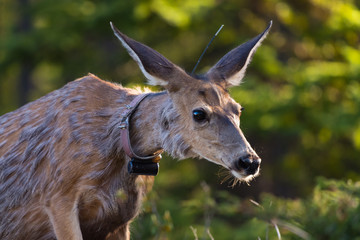 wild deer