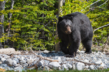 black bear