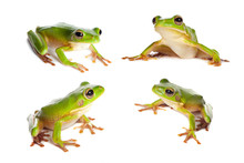 Four Frogs On White