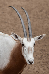 Wall Mural - Scimitar oryx (Oryx dammah)
