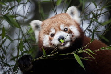 Poster - Western red panda (Ailurus fulgens fulgens)