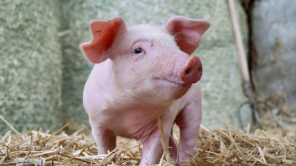 A piglet newborn standing on a straw in the farm. concept of biological , animal health , friendship , love of nature . vegan and vegetarian style . respect for animals.