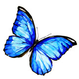 Fototapeta Motyle - beautiful blue butterfly,watercolor,isolated on a white