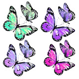 Fototapeta Motyle - beautiful color butterflies,watercolor,isolated on a white