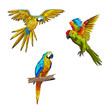 Vector illustration. Set of parrots, flying parrots with yellow, red and turquoise wings. Parrot sitting on a branch. Color image