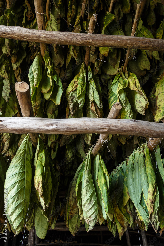Tobacco leaves hanging to dry at a farm in San Luis, Pinar del Rio  province, Cuba. Stock Photo
