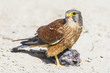 © Peter - Rock Kestrel with its small bird prey