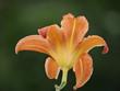 Kwiat liliowca