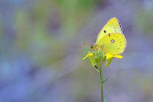 Cloudless Sulphur Butterfly (Phoebis Sennae) On Flower