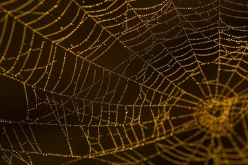 Wall Mural - Wet spider web macro