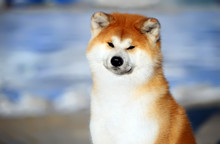 Akita Inu. Japanese Dog.