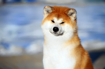 Akita inu. Japanese dog.