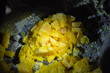 Crystal sulfur photo in a solid stage taken from original mine in Indonesia. Bright yellow and full of toxic can harm and kill any living creature.