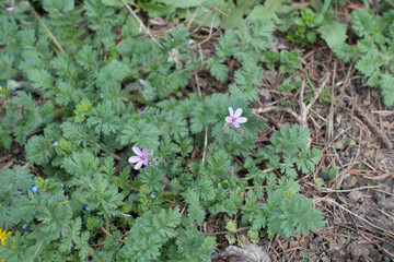 Two small pink flowers of redstem filaree