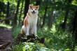 Akita-inu dog. Portrait. Summer forest.